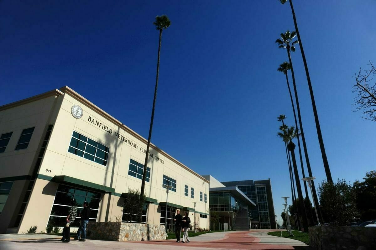 Doctor of Veterinary Medicine